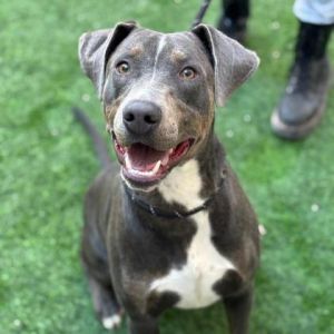 Cortada*, Adult Female Mixed Breed