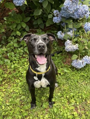 Scout Lizman, Adult Male Labrador Retriever
