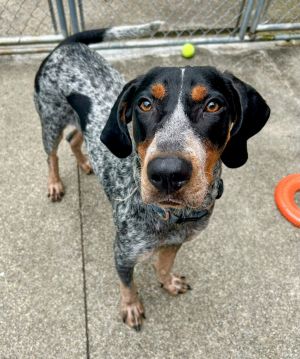 Beaux Louisiana, Young Male Bluetick Coonhound