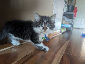 Cappuccino, Baby Male Domestic Long Hair