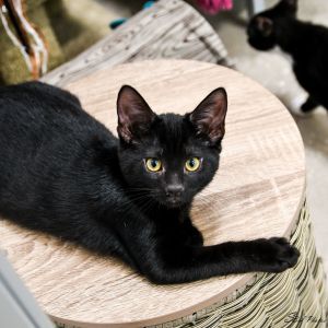 Pink, Baby Female Domestic Short Hair