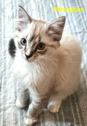 Remington, Baby Male Siamese