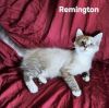Remington photo 2