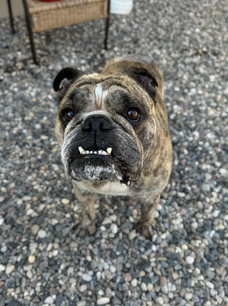 Brutus