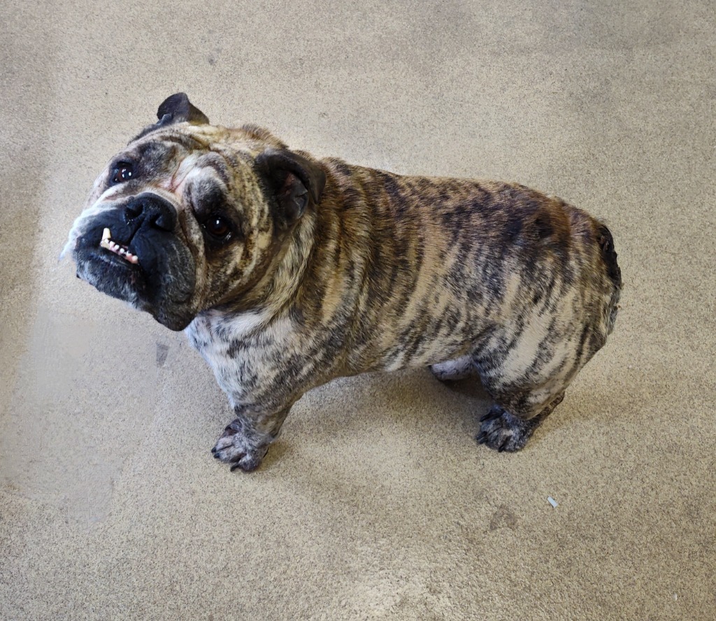 Brutus