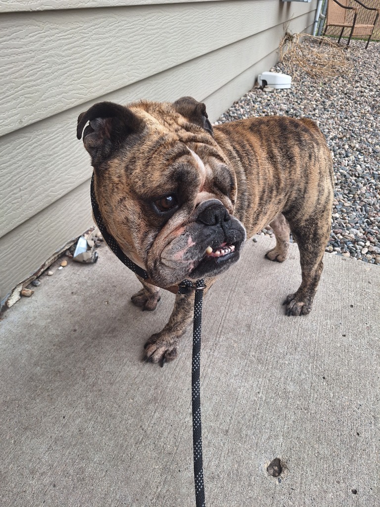 Brutus