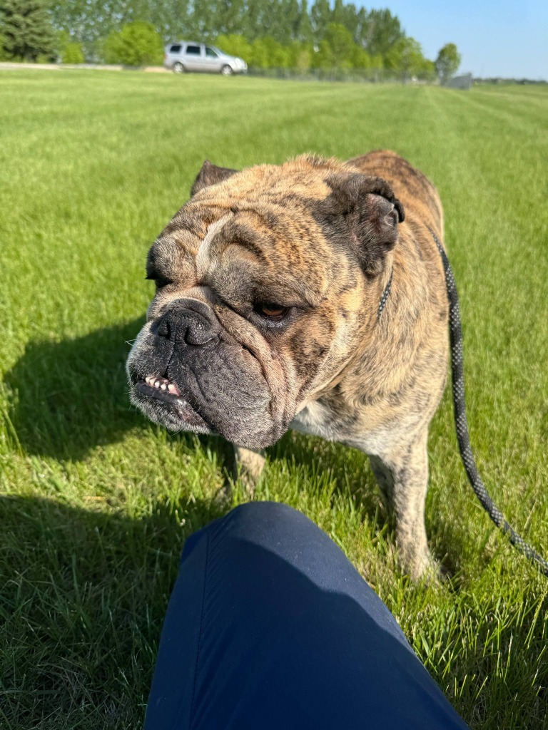 Brutus