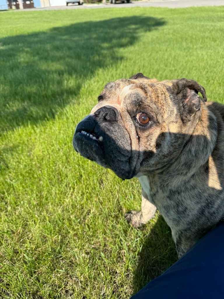 Brutus