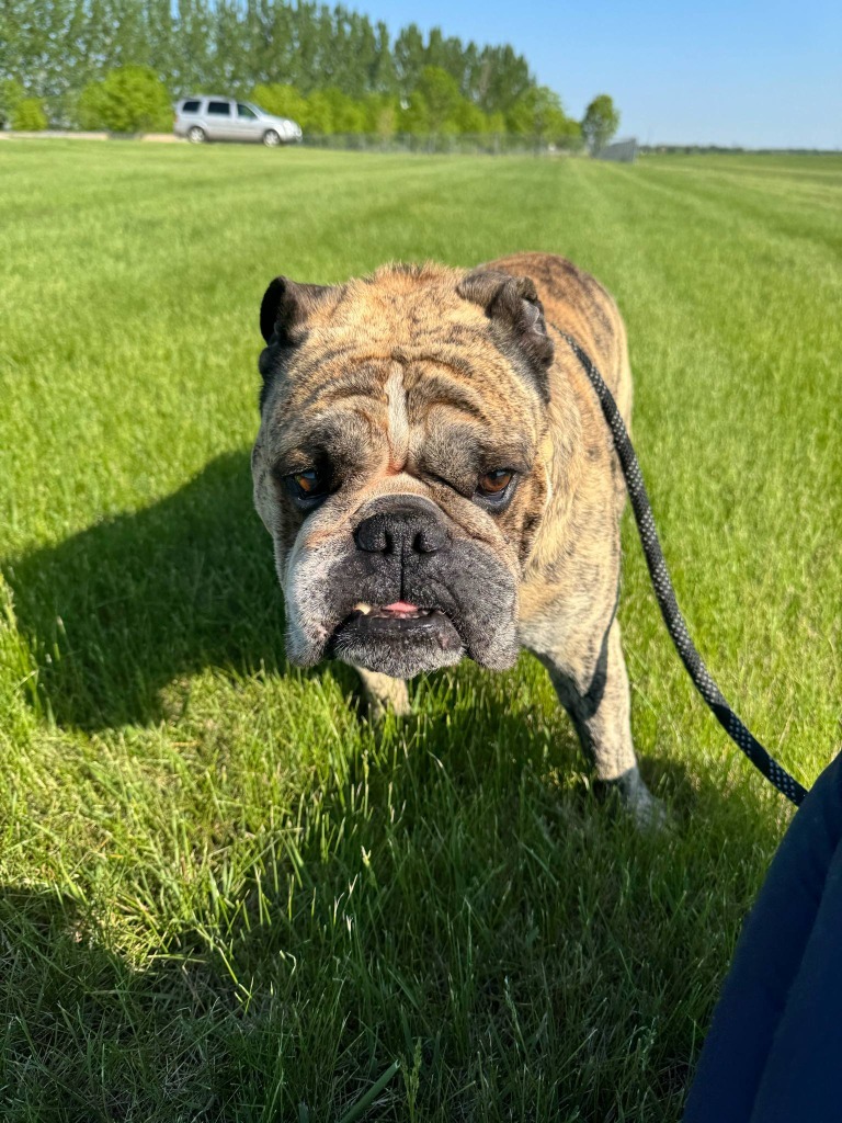 Brutus