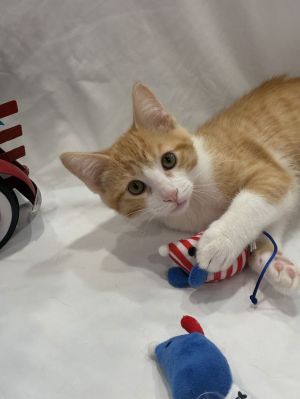 Ollie, Baby Male Domestic Short Hair