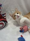 Ollie photo 3