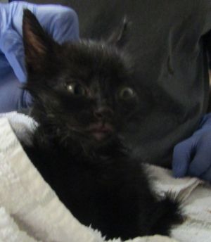 Whetu, Baby Male Domestic Medium Hair