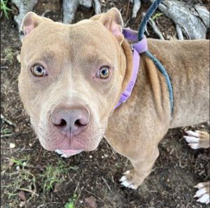 Wayward Son, Adult Male American Staffordshire Terrier