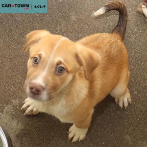 Orbit, Baby Male Hound