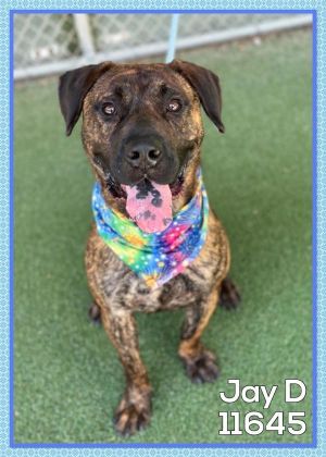Primary Color Brindle Weight 66lbs Age 2yrs 0mths 1wks