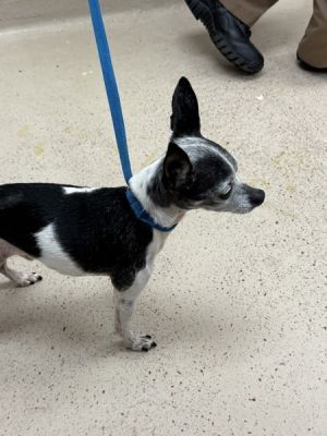 Primary Color Black Secondary Color White Weight 55lbs Age 10yrs 0mths 0wks Animal has been Neu