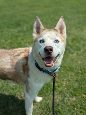 Presumed Innocent, Adult Male Siberian Husky
