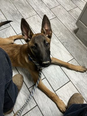 Daisy, Young Female Belgian Shepherd / Malinois