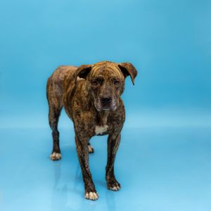 Primary Color Brindle Weight 51lbs Age 4yrs 0mths 3wks Animal has been Neutered