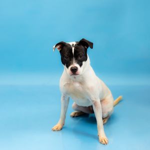 Pen 112 Diamond, Adult Female Pit Bull Terrier