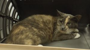Primary Color Muted Tortoiseshell Weight 672lbs Age 3yrs 0mths 1wks Animal has been Spayed