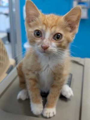 Leroy, Baby Male Domestic Short Hair