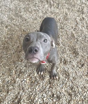 Magic Eight Ball, Young Female Pit Bull Terrier