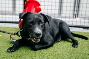 Espina, Adult Female Mixed Breed