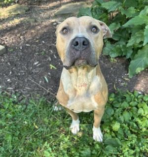 Myra Pit Bull Terrier Dog