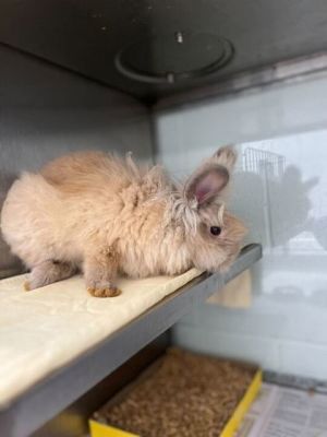 Foo Foo Bunny Rabbit Rabbit