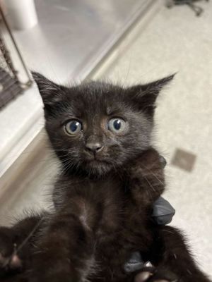 Night Fury Domestic Short Hair Cat