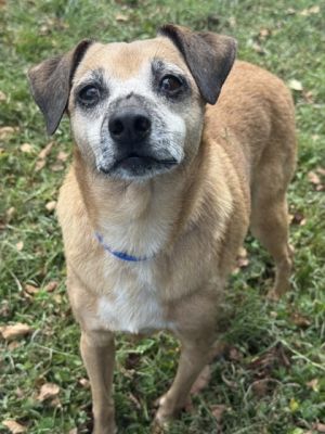Troy Barkin Terrier Dog