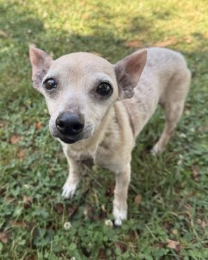 Wilvia Chihuahua Dog