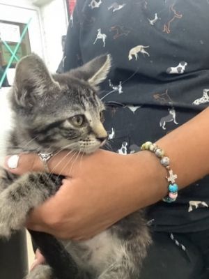 k1, Adult Female Domestic Short Hair