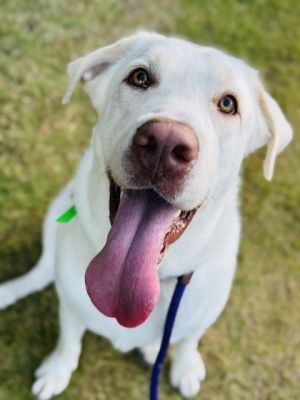 Kaimana, Adult Male Labrador Retriever