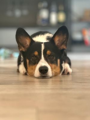 Charlie Potato