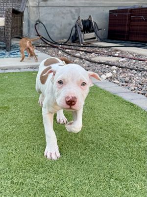 Ruffnut, Baby Male Pit Bull Terrier