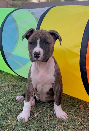 Fishlegs, Baby Male Pit Bull Terrier