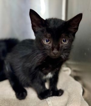 Hiccup, Baby Male Domestic Short Hair