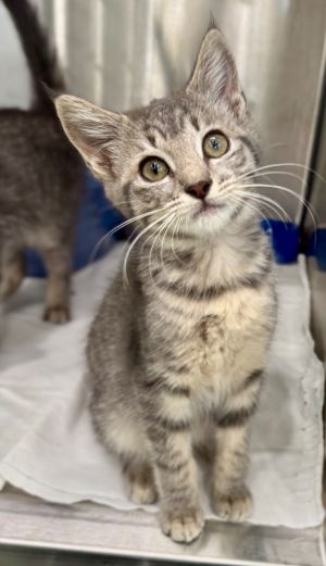 Sidney, Baby Female Domestic Short Hair