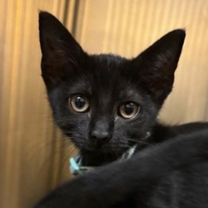 Felton, Young Male Domestic Short Hair