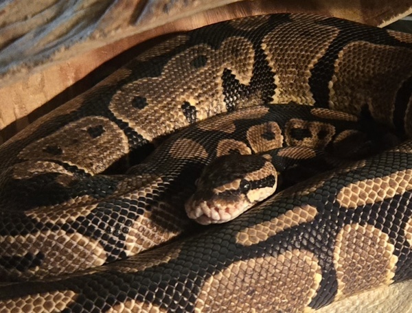 Sir Pentious