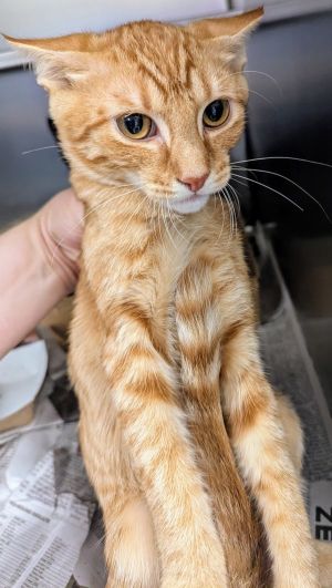 Dion, Baby Female Domestic Short Hair