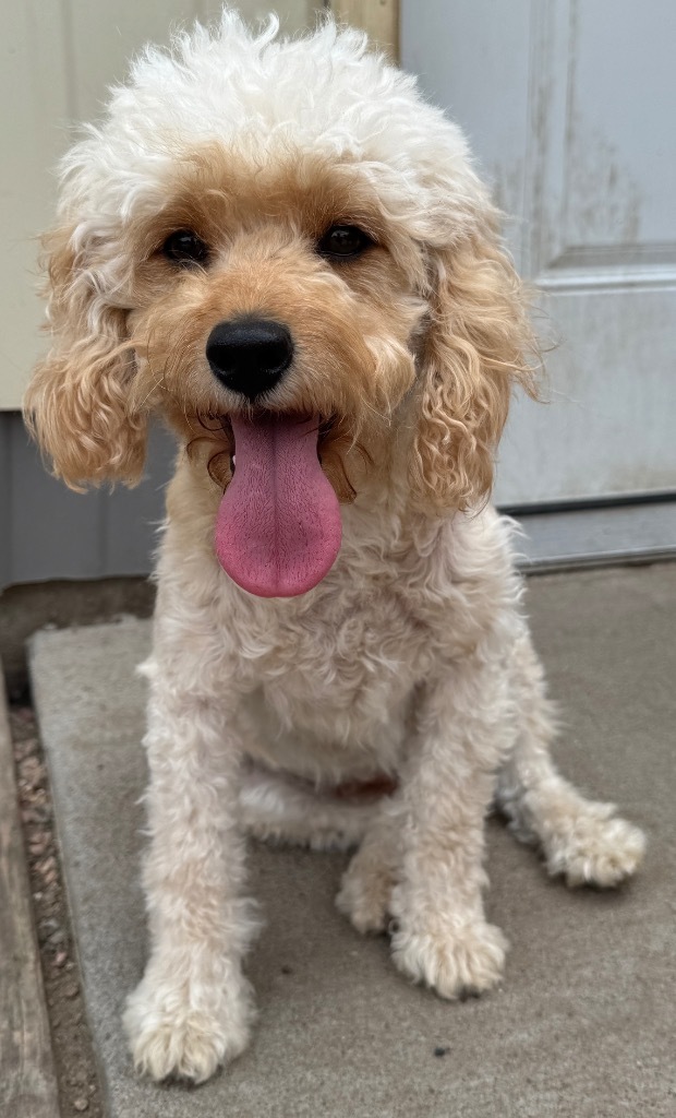 Natalie, an adoptable Cockapoo in Hastings, NE, 68901 | Photo Image 1