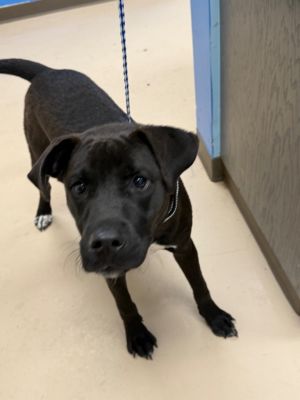 Coco, Young Male Mixed Breed