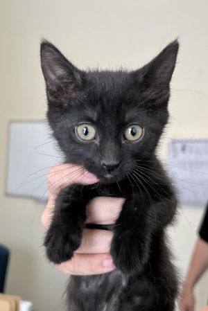 Hettie, Baby Female Domestic Short Hair