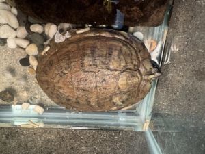 Speedy, Adult Female unknown