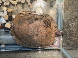 Turbo, Senior Male Turtle