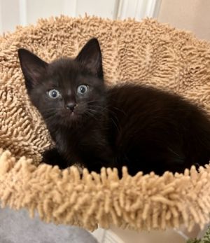 Purrla (pre adopt), Baby Female Domestic Short Hair