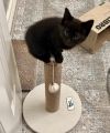 Purrla (pre adopt) photo 2